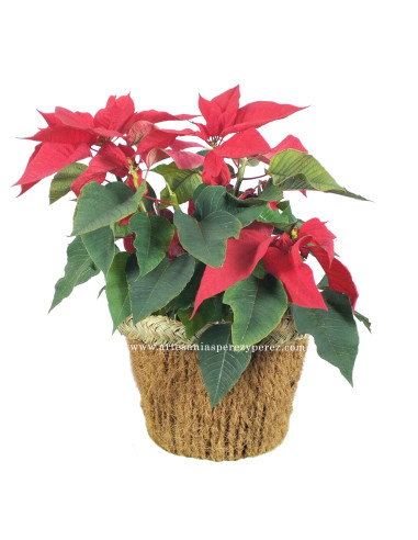 Conical plant pot with structure made of natural esparto and coconut