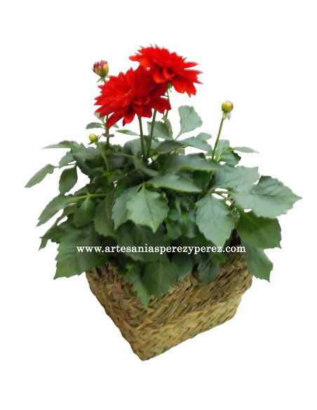 Vaso quadrado com estrutura de forjamento em esparto natural